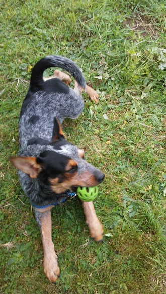 My Australian Cattle Dog puppy.