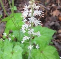 White delicate flowers of the woodland native plants Foamflower