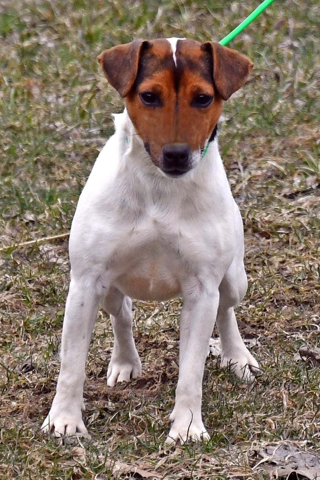 Parson Russell Terrier "Riley" at Cher Car Kennels