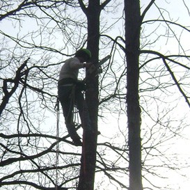 Worker Cutting Tree Branches