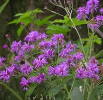 Vernonia noveboracensis - New York Ironweed, clusters of bright purple flowers with green vegetation in the background.