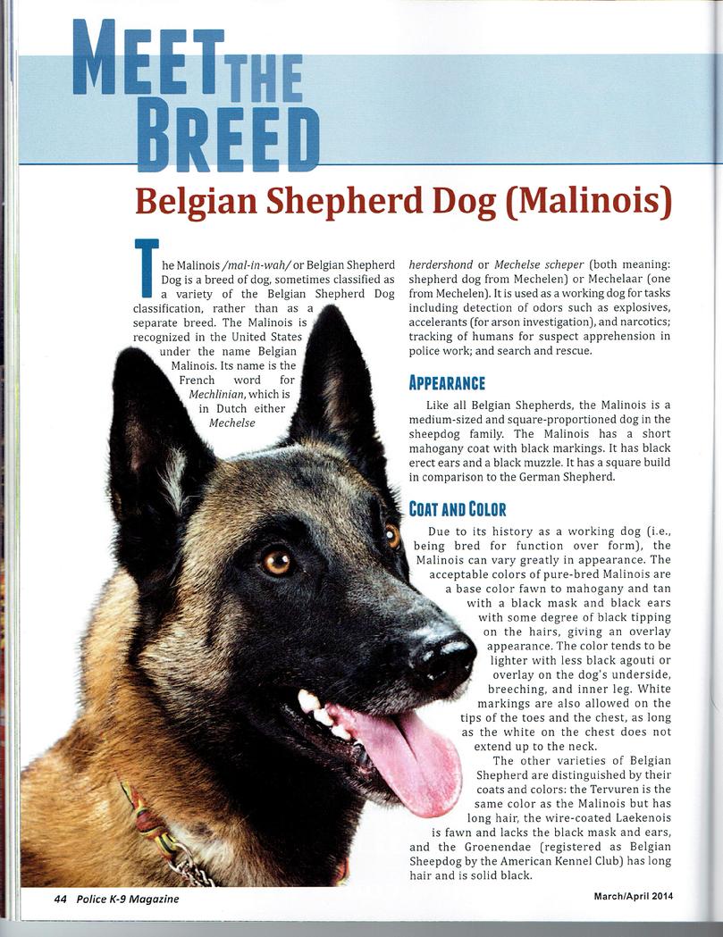 Meet the Breed Belgian Malinois page 1