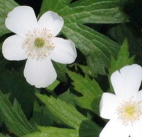 Early spring native wildflower with five white petals.