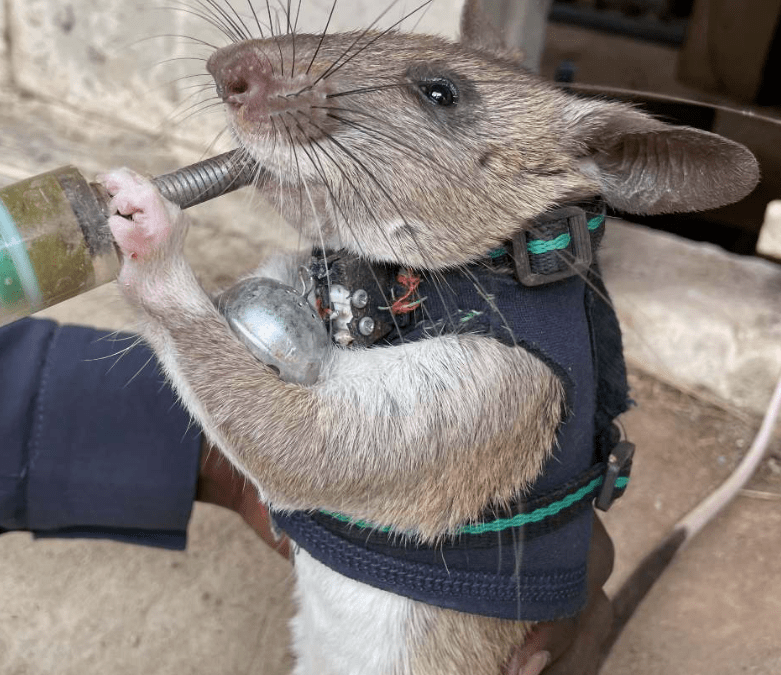 Trained rats help to rescue earthquake victims.