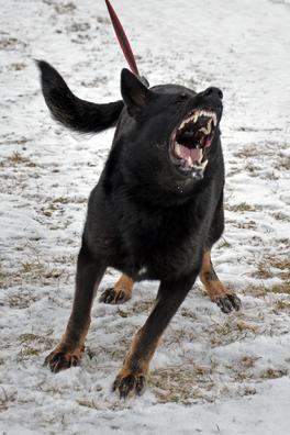 GSD Female Nyx showing her teeth.