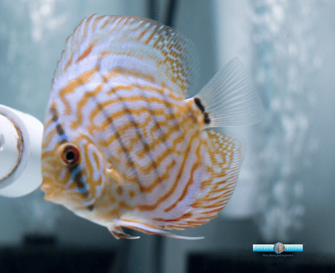 Yellow Silver Discus Fish