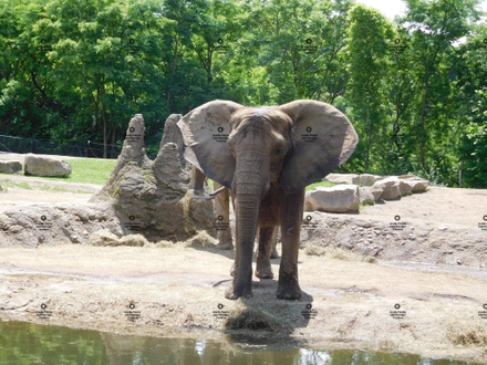 A photograph of an african elephant by Jennifer Priester.