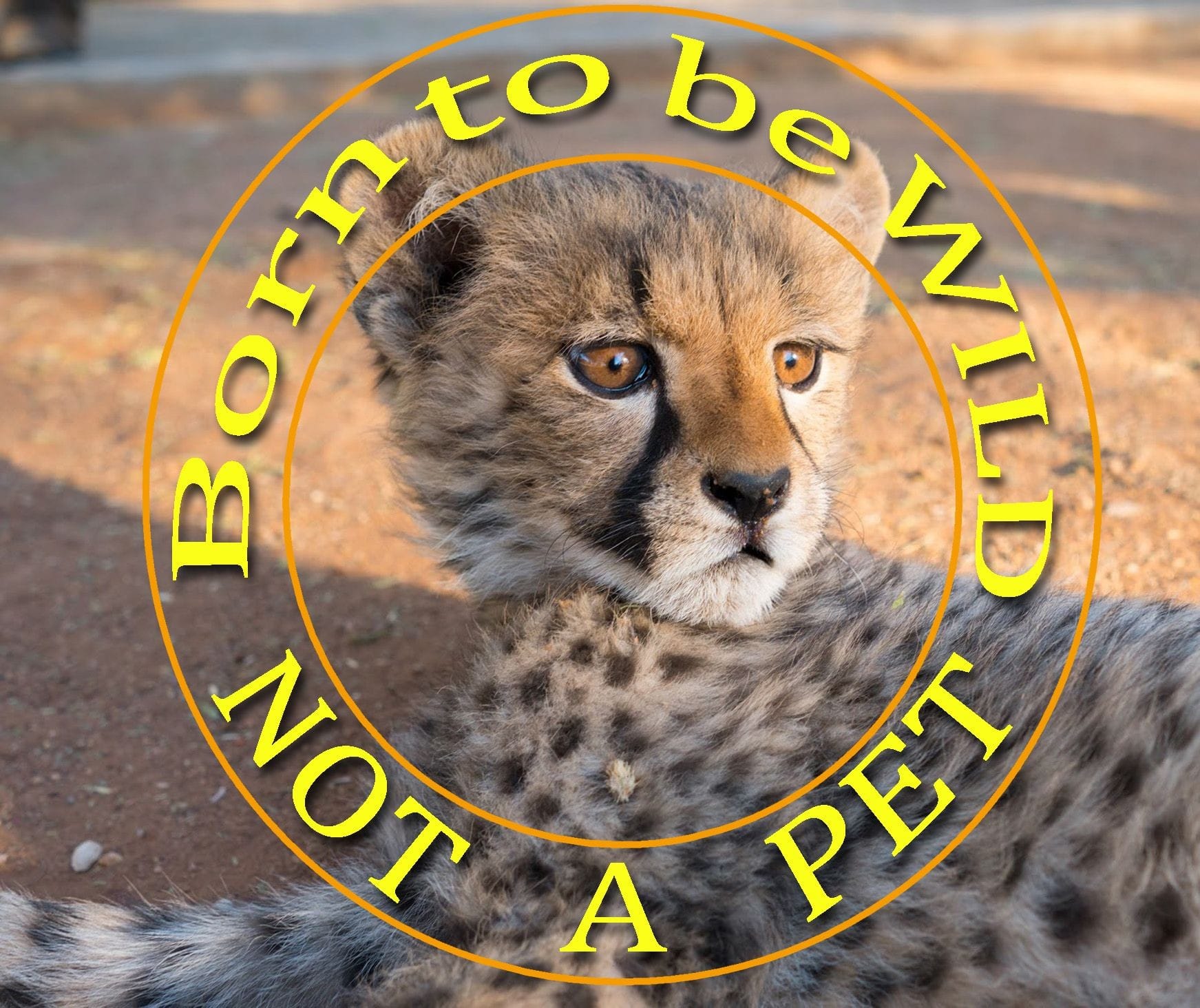 A young cheetah with a graphic that states cheetas are born to be wild and not a pet.