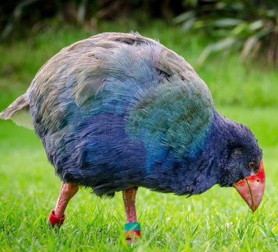 Bird once thought to be extinct returns to New Zealand Wild