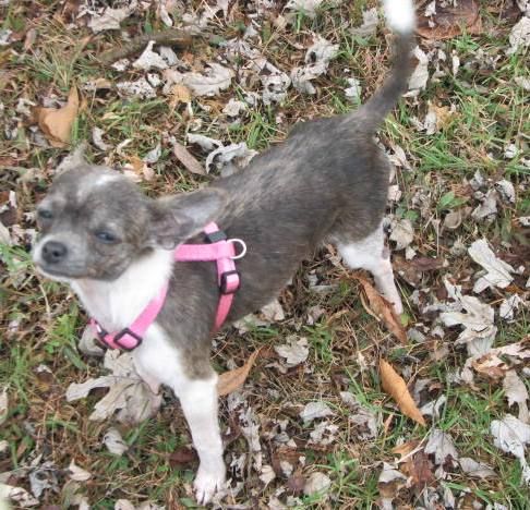 Chihuahua breeder
Arkansas chihuahua puppies for sale