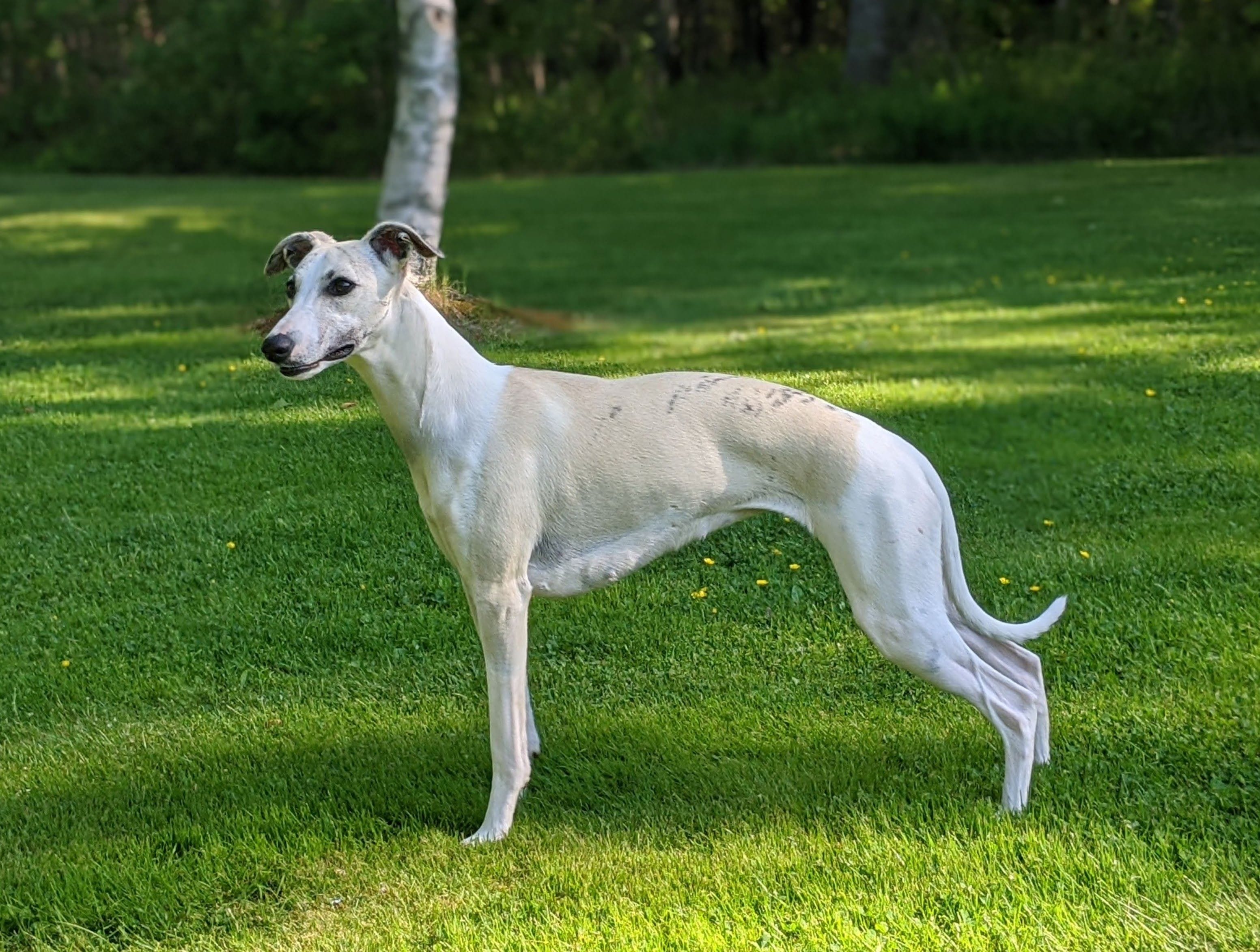 A whippet standing in a field