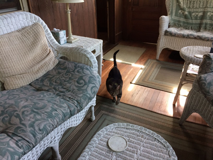 Lucy welcomes guests at Joanne's family cottage in Lily Dale, NY