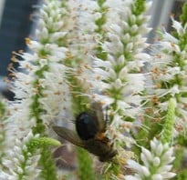 Veronicastrum virginicum - Culver's Root, white spiky flowers. A huge bee is upside down with his back to the camera.