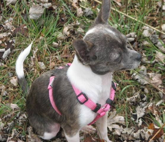 Chihuahua puppies for sale
Merle Chihuahua puppies for sale
Long and short coat Chihuahua puppies for sale