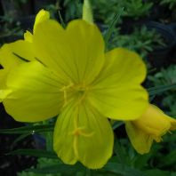 The flowers on Oenothera pilosella, Prairie Sundrops are bright yellow with round edges. Looking at them make one very happy!