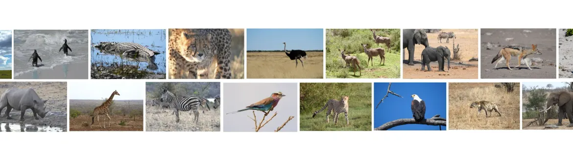 Two rows of wildlife; African penguins, crocodile, cheetah, ostrich, antelope, African elephants, rhino, giraffe, zebra & more.