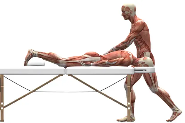 Anatomy of a Person Massaging