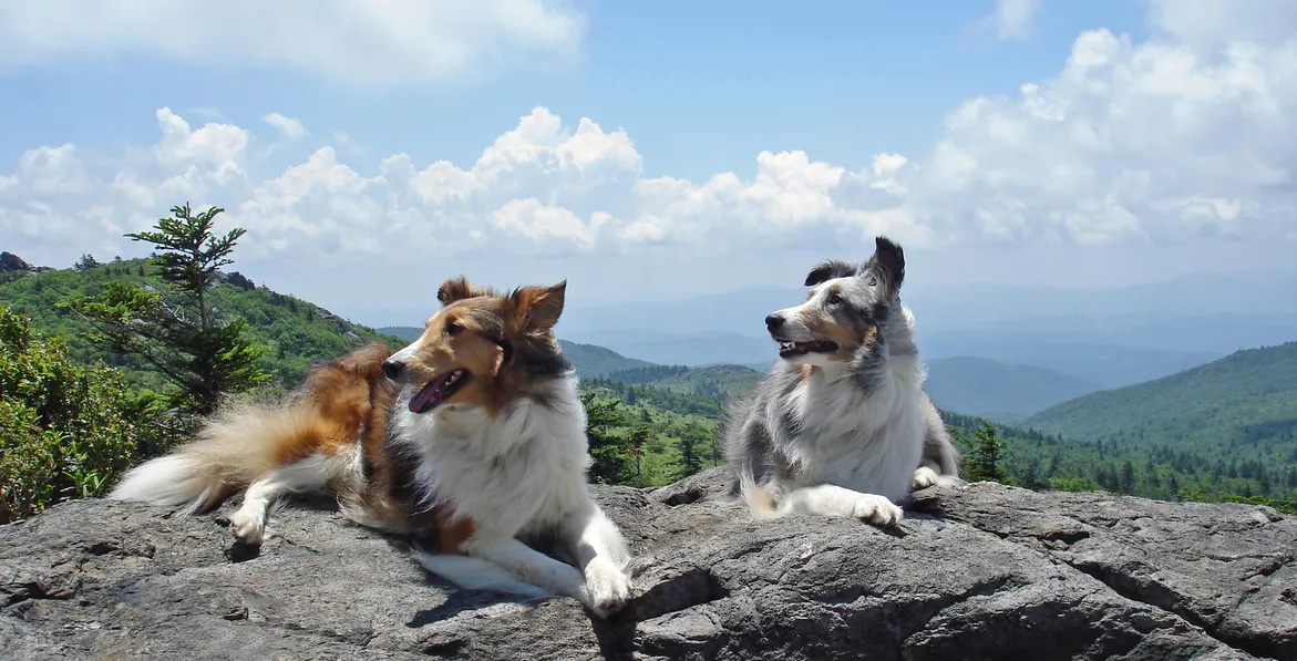 2 mountain dogs