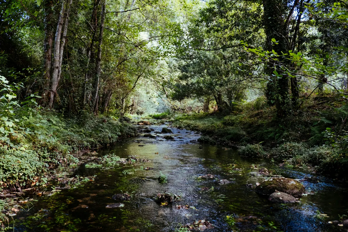 Serene stream winding through a lush forest