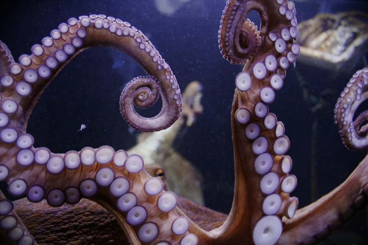 octopus on glass with dark blue overlay.