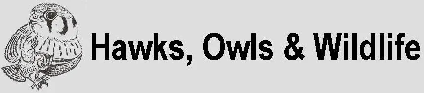 Hawks, Owls & Wildlife- Supplying owl pellets to educato