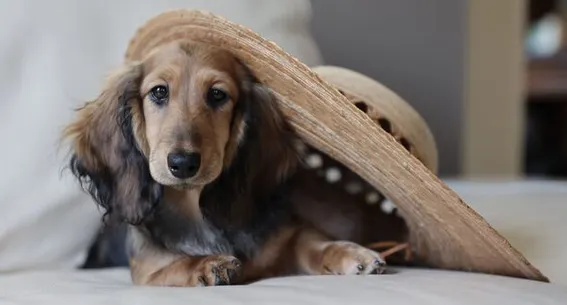 A dachshund puppy lying on a couch, partially covered by a large straw hat, exuding a playful, charming demeanor. This image highlights pet companionship.